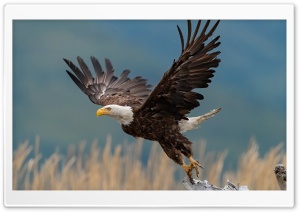 American Eagle Taking Flight 4K UHD Wallpaper for Widescreen and UltraWide Desktop, UltraHD TV, Smartphone, Tablet
