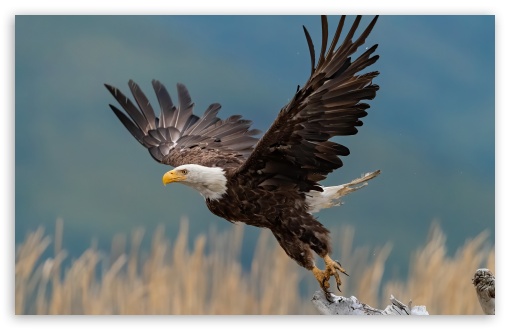 American Eagle Taking Flight UltraHD Wallpaper for UHD 16:9 ; HD 16:9 ; Widescreen 16:10 5:3 ; Fullscreen 4:3 5:4 3:2 ; Tablet 1:1 ;