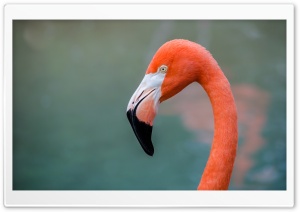 American Flamingo bird Ultra HD Wallpaper for 4K UHD Widescreen desktop, tablet & smartphone