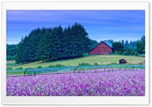 American Flower Farm and Red Barn Landscape 4K UHD Wallpaper for Widescreen and UltraWide Desktop, UltraHD TV, Smartphone, Tablet