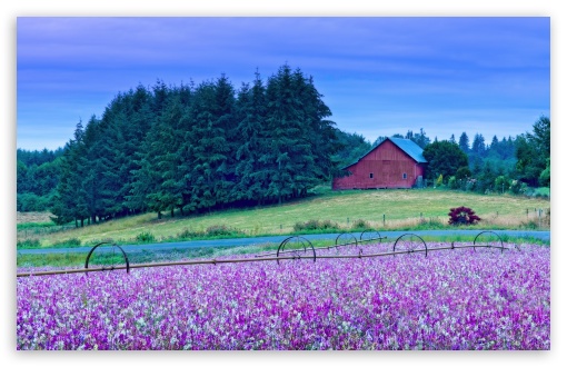 American Flower Farm and Red Barn Landscape UltraHD Wallpaper for UHD 16:9 ; HD 16:9 ; UltraWide 21:9 24:10 ; Widescreen 16:10 ; Tablet 1:1 ;