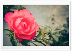 American Rose Ultra HD Wallpaper for 4K UHD Widescreen desktop, tablet & smartphone