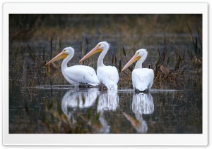 American White Pelicans Pelecanus erythrorhynchos Birds Ultra HD Wallpaper for 4K UHD Widescreen desktop, tablet & smartphone