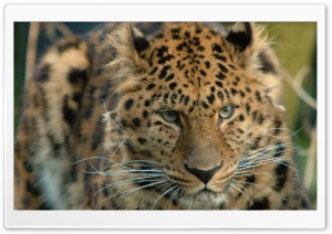 Amur Leopard Ultra HD Wallpaper for 4K UHD Widescreen desktop, tablet & smartphone
