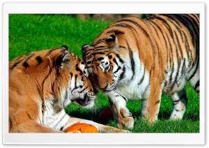 Amur Tigers Ultra HD Wallpaper for 4K UHD Widescreen desktop, tablet & smartphone