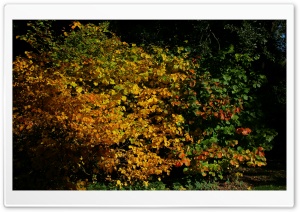 An Autumn Scene At The Arboretum Ultra HD Wallpaper for 4K UHD Widescreen desktop, tablet & smartphone