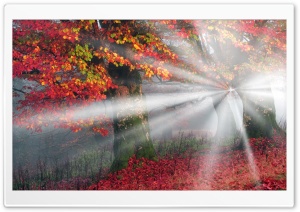 Ancient Trees kissed by Autumn Rays 4K UHD Wallpaper for Widescreen and UltraWide Desktop, UltraHD TV, Smartphone, Tablet