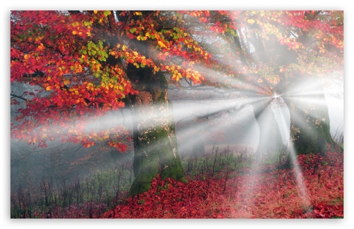 Ancient Trees kissed by Autumn Rays UltraHD Wallpaper for UHD 16:9 ; HD 16:9 ; UltraWide 21:9 24:10 32:9 32:10 ; Widescreen 16:10 5:3 ; Fullscreen 4:3 5:4 3:2 ; Tablet 1:1 ; Mobile 9:16 9:19.5 9:20 9:21 9:22 10:16 2:3 3:5 3:4 ; Dual 16:10 5:3 16:9 4:3 5:4 3:2 ;