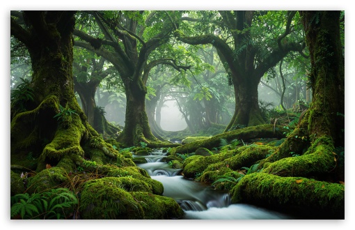 Ancient Woodland UltraHD Wallpaper for UHD 16:9 ; HD 16:9 ; UltraWide 21:9 24:10 ; Widescreen 16:10 5:3 ; Fullscreen 4:3 5:4 3:2 ; Tablet 1:1 ;