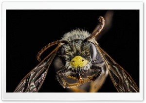 Andrena Banksi Bee Macro Ultra HD Wallpaper for 4K UHD Widescreen desktop, tablet & smartphone