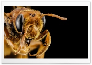 Andrena Bee Head Macro, Oman Ultra HD Wallpaper for 4K UHD Widescreen desktop, tablet & smartphone