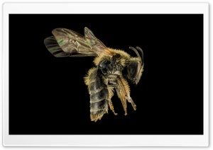 Andrena Cornelli Mining Bee Ultra HD Wallpaper for 4K UHD Widescreen desktop, tablet & smartphone