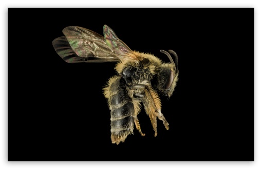 Andrena Cornelli Mining Bee UltraHD Wallpaper for UHD 16:9 ; HD 16:9 ; Widescreen 16:10 5:3 ; Fullscreen 4:3 5:4 3:2 ; Tablet 1:1 ; Mobile 3:5 3:4 ;