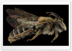Andrena Cragini Bee Macro Photography Ultra HD Wallpaper for 4K UHD Widescreen desktop, tablet & smartphone