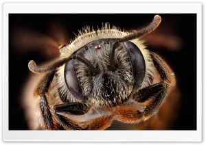 Andrena Fragilis Bee Head Macro Ultra HD Wallpaper for 4K UHD Widescreen desktop, tablet & smartphone