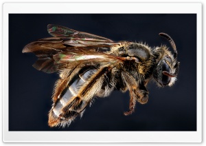Andrena Fragilis Bee Macro Ultra HD Wallpaper for 4K UHD Widescreen desktop, tablet & smartphone