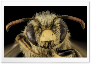 Andrena Gardineri Mining Bee Ultra HD Wallpaper for 4K UHD Widescreen desktop, tablet & smartphone