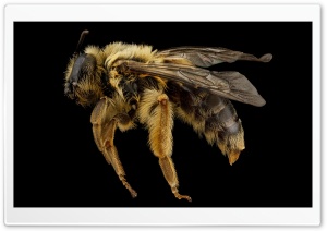 Andrena Helianthi Mining Bee Ultra HD Wallpaper for 4K UHD Widescreen desktop, tablet & smartphone