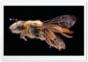 Andrena Nigrihirta Bee Macro Ultra HD Wallpaper for 4K UHD Widescreen desktop, tablet & smartphone