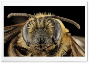 Andrena Nivalis Mining Bee Head Macro Ultra HD Wallpaper for 4K UHD Widescreen desktop, tablet & smartphone