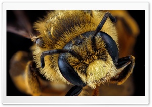 Andrena Rudbeckiae Bee Macro Photography Ultra HD Wallpaper for 4K UHD Widescreen desktop, tablet & smartphone