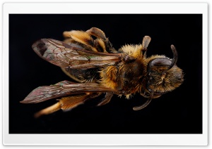 Andrena, The Mining Bee Ultra HD Wallpaper for 4K UHD Widescreen desktop, tablet & smartphone