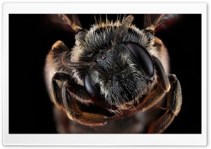 Andrena Virginiana Bee Macro Photography Ultra HD Wallpaper for 4K UHD Widescreen desktop, tablet & smartphone