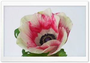 Anemone 4K UHD Wallpaper for Widescreen and UltraWide Desktop, UltraHD TV, Smartphone, Tablet