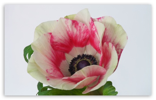 Anemone UltraHD Wallpaper for UHD 16:9 ; HD 16:9 ; UltraWide 21:9 24:10 ; Widescreen 16:10 5:3 ; Fullscreen 4:3 5:4 3:2 ; Tablet 1:1 ;