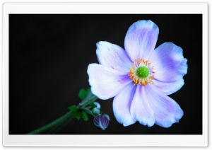 Anemone Flower Ultra HD Wallpaper for 4K UHD Widescreen desktop, tablet & smartphone