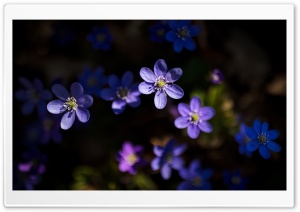 Anemone Hepatica Flowers, Nature Photography Ultra HD Wallpaper for 4K UHD Widescreen desktop, tablet & smartphone