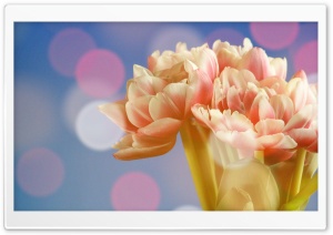 Angelique Tulips Ultra HD Wallpaper for 4K UHD Widescreen desktop, tablet & smartphone