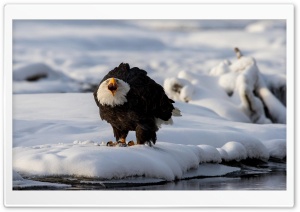 Angry Bald Eagle Ultra HD Wallpaper for 4K UHD Widescreen Desktop, Lockscreen, Screensaver, TV, Tablet, Smartphone