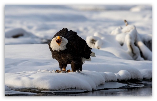 Angry Bald Eagle UltraHD Wallpaper for HD 16:9 ; Widescreen 16:10 5:3 ; Fullscreen 4:3 5:4 3:2 ; Tablet 1:1 ; Mobile 3:5 3:4 ;