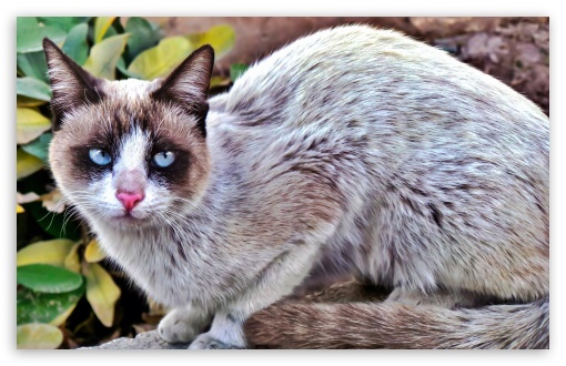 Angry Cat UltraHD Wallpaper for HD 16:9 ; Widescreen 16:10 5:3 ; Fullscreen 4:3 ;