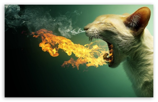 Angry cat UltraHD Wallpaper for Widescreen 16:10 WHXGA WQXGA WUXGA WXGA ;