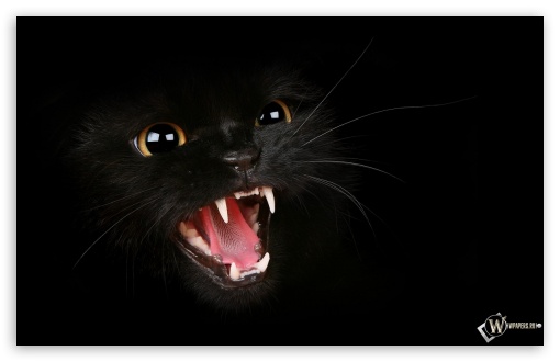 Angry Cat Black Blackground UltraHD Wallpaper for Widescreen 16:10 ;