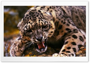 Angry Cheetah Ultra HD Wallpaper for 4K UHD Widescreen desktop, tablet & smartphone