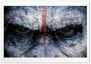 Angry Monkey Ultra HD Wallpaper for 4K UHD Widescreen desktop, tablet & smartphone