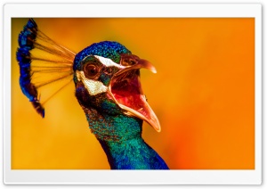Angry Peacock Ultra HD Wallpaper for 4K UHD Widescreen desktop, tablet & smartphone