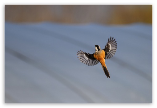 animal UltraHD Wallpaper for Fullscreen 3:2 ;