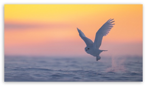 animal UltraHD Wallpaper for UHD 16:9 ; HD 16:9 ;