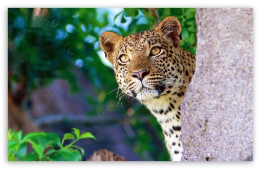 Animal UltraHD Wallpaper for Widescreen 16:10 ;
