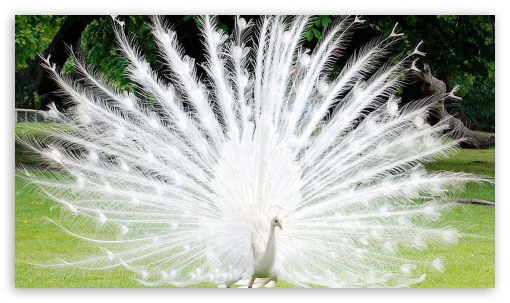 animal 4K UHD Background Wallpaper for UltraHD Desktop and TV : Smartphone and Tablet Devices