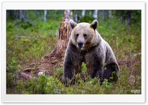 Animal, Brown Bear, Finland, Forest, Wildlife, Nature 4K UHD Wallpaper for Widescreen and UltraWide Desktop, UltraHD TV, Smartphone, Tablet