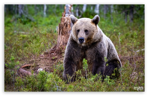 Animal, Brown Bear, Finland, Forest, Wildlife, Nature UltraHD Wallpaper for UHD 16:9 ; HD 16:9 ; Widescreen 16:10 5:3 ; Fullscreen 4:3 5:4 3:2 ; Tablet 1:1 ;