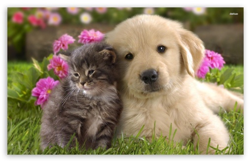 animal Friends UltraHD Wallpaper for Wide 16:10 Widescreen WHXGA WQXGA WUXGA WXGA ;