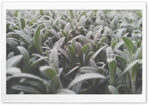 Animula Ultra HD Wallpaper for 4K UHD Widescreen desktop, tablet & smartphone