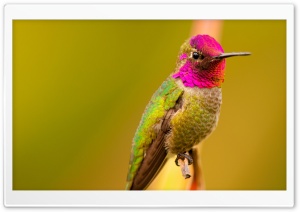 Anna's Hummingbird Male Bird Ultra HD Wallpaper for 4K UHD Widescreen desktop, tablet & smartphone