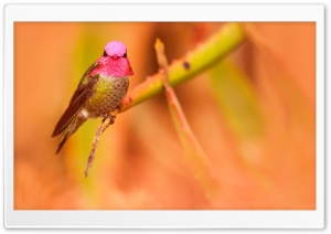 Anna's Hummingbird Male Pink Head Ultra HD Wallpaper for 4K UHD Widescreen desktop, tablet & smartphone